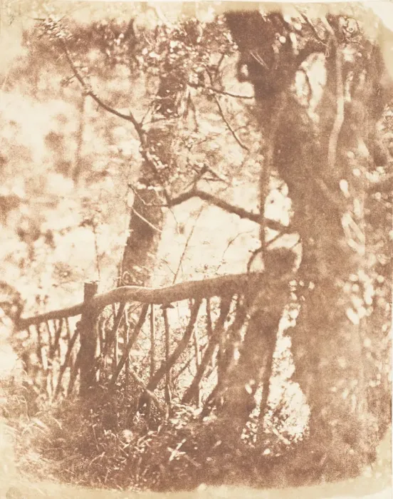 Framed Print : Tree at Colinton, 1843-47. Creators: David Octavius Hill, Robert Adamson Framed Print : Tree at Colinton, 1843-47. Creators: David Octavius Hill, Robert Adamson