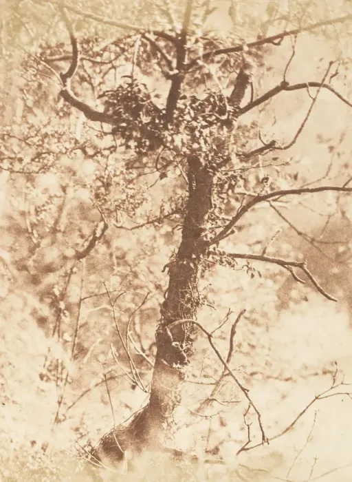Framed Print : Tree at Colinton, 1843-47. Creators: David Octavius Hill, Robert Adamson Framed Print : Tree at Colinton, 1843-47. Creators: David Octavius Hill, Robert Adamson