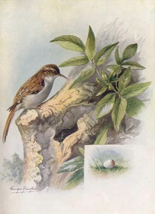 Framed Print : Tree-Creeper - Cer thia familia ris, c1910, (1910). Artist: George James Rankin Framed Print : Tree-Creeper - Cer thia familia ris, c1910, (1910). Artist: George James Rankin