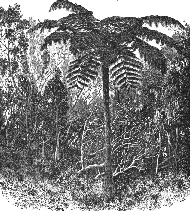 Framed Print : Tree-fern--Madagascar; A Birds-eye View of Madagascar, 1875. Creator: M.D Charnay Framed Print : Tree-fern--Madagascar; A Birds-eye View of Madagascar, 1875. Creator: M.D Charnay
