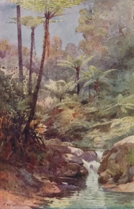 Framed Print : Tree-Ferns, 1923. Creator: Unknown Framed Print : Tree-Ferns, 1923. Creator: Unknown