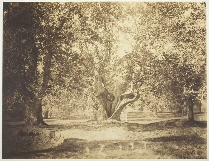 Framed Print : Tree, Forest of Fontainebleau, c. 1856. Creator: Gustave Le Gray Framed Print : Tree, Forest of Fontainebleau, c. 1856. Creator: Gustave Le Gray