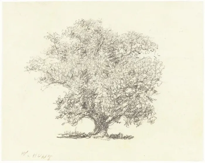 Framed Print : A Tree in Full-Leaf. Creator: William Henry Hunt