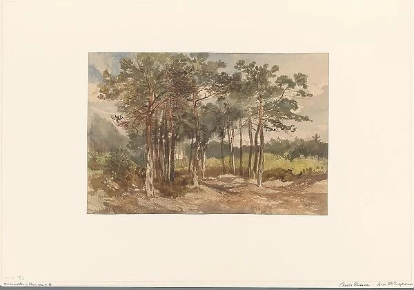 Tree group in the forests near Driebergen, c.1855-c.1865. Creator: Charles Rochussen