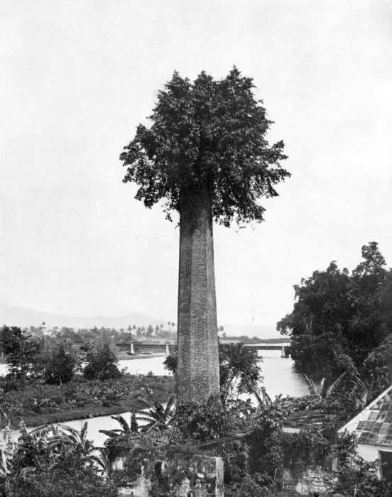 Framed Print : Tree growing out old sugar estate chimney, Jamaica, c1905. Artist: Adolphe Duperly & Son Framed Print : Tree growing out old sugar estate chimney, Jamaica, c1905. Artist: Adolphe Duperly & Son