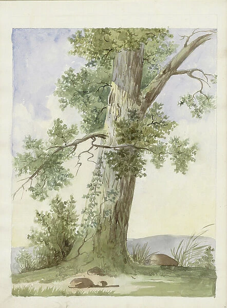 Tree in a landscape, c.1819-c.1870. Creator: Anon