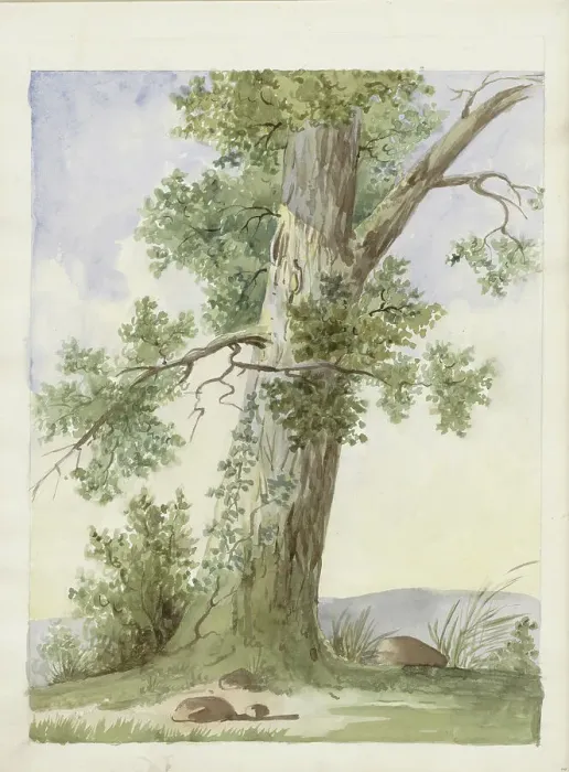 Framed Print : Tree in a landscape, c.1819-c.1870. Creator: Anon Framed Print : Tree in a landscape, c.1819-c.1870. Creator: Anon