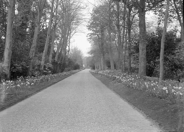 Tree-lined drive, c1935. Creator: Kirk & Sons of Cowes