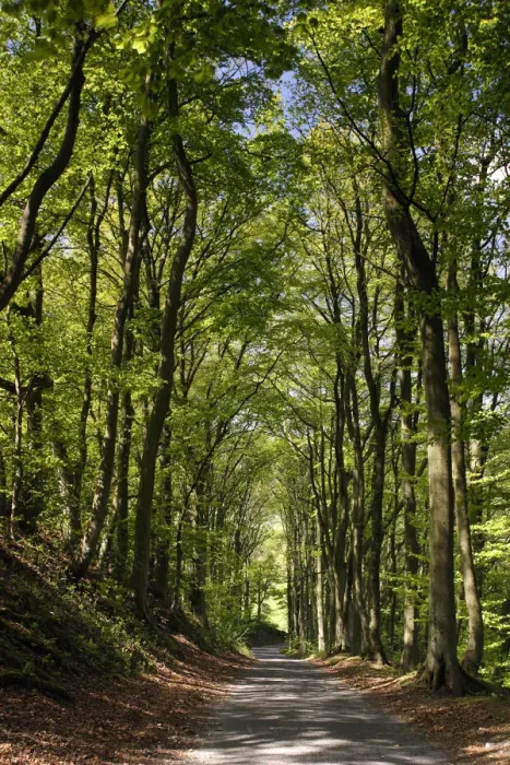 Framed Print : Tree-lined road, Castleton, Derbyshire Framed Print : Tree-lined road, Castleton, Derbyshire