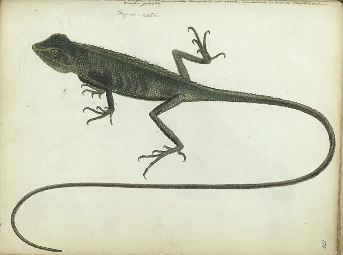 Framed Print : Tree lizard, 1785. Creator: Jan Brandes Framed Print : Tree lizard, 1785. Creator: Jan Brandes