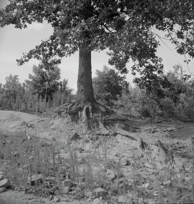 Framed Print : Tree roots show how the land has been washed away, Wray Plantation, Greene County, Georgia, 1937. Creator: Dorothea Lange Framed Print : Tree roots show how the land has been washed away, Wray Plantation, Greene County, Georgia, 1937. Creator: Dorothea Lange