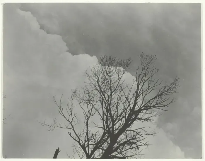 Framed Print : Tree Set 3, c. 1924. Creator: Alfred Stieglitz Framed Print : Tree Set 3, c. 1924. Creator: Alfred Stieglitz