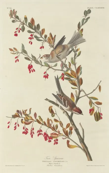 Framed Print : Tree Sparrow, 1834. Creator: Robert Havell Framed Print : Tree Sparrow, 1834. Creator: Robert Havell