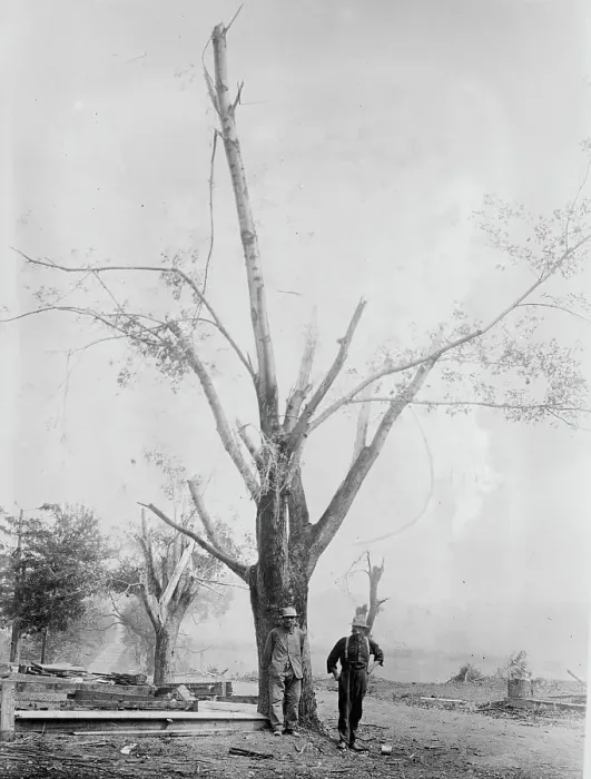 Framed Print : Tree stripped by Geneva, N.Y. cyclone, between c1910 and c1915. Creator: Bain News Service Framed Print : Tree stripped by Geneva, N.Y. cyclone, between c1910 and c1915. Creator: Bain News Service