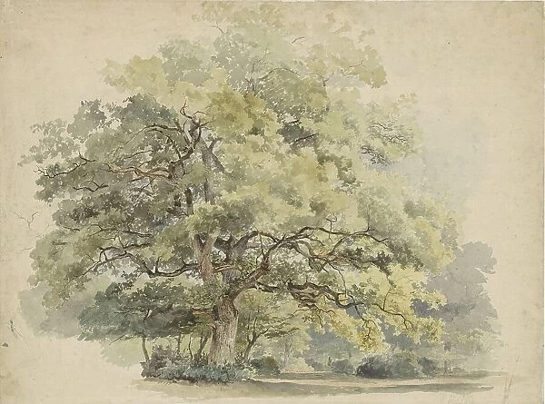 Tree study, 1819-1887. Creator: George Andries Roth