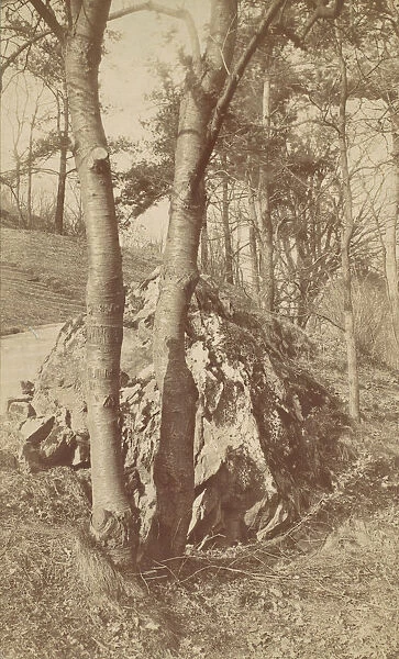 Tree Study, 1880s-90s. Creator: Unknown
