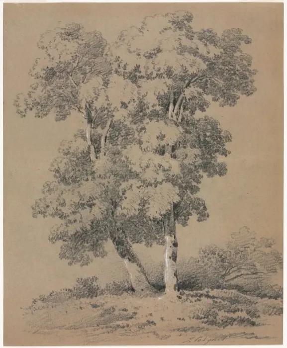 Framed Print : Tree Study, 19th century. Creator: Jules Coignet (French, 1798-1860) Framed Print : Tree Study, 19th century. Creator: Jules Coignet (French, 1798-1860)