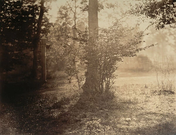 Tree Study, Forest of Fontainebleau, ca. 1856. Creator: Gustave Le Gray