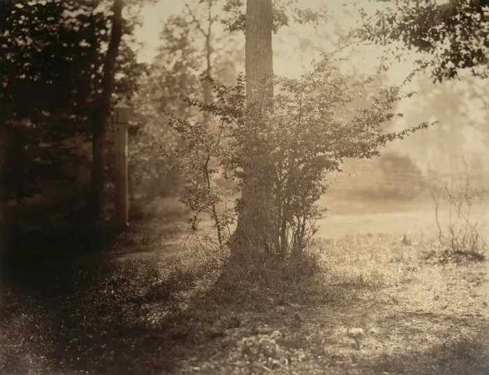 Framed Print : Tree Study, Forest of Fontainebleau, ca. 1856. Creator: Gustave Le Gray Framed Print : Tree Study, Forest of Fontainebleau, ca. 1856. Creator: Gustave Le Gray