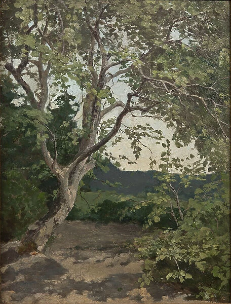 A Tree. Study, late 19th century. Creator: Anna Nordlander