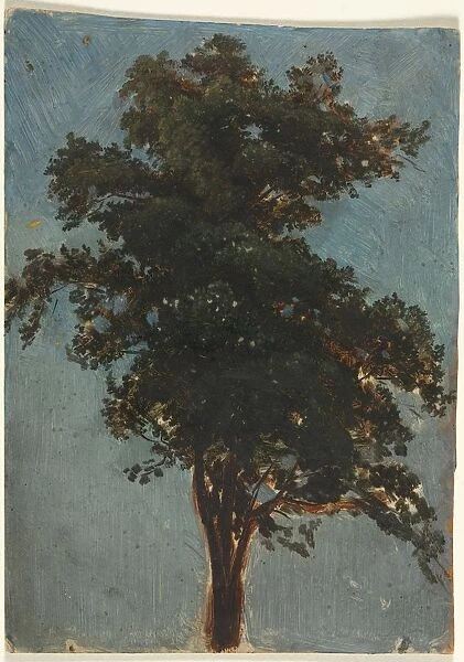 Tree Study, second third 1800s. Creator: Alexandre Calame (Swiss, 1810-1864), attributed to