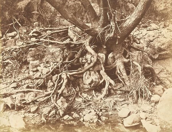 Tree with Tangle of Roots, 1853. Creator: Hugh Owen