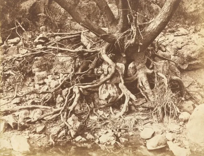 Framed Print : Tree with Tangle of Roots, 1853. Creator: Hugh Owen Framed Print : Tree with Tangle of Roots, 1853. Creator: Hugh Owen