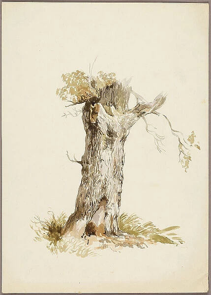 Tree Trunk I, n.d. Creators: Unknown, William Callow