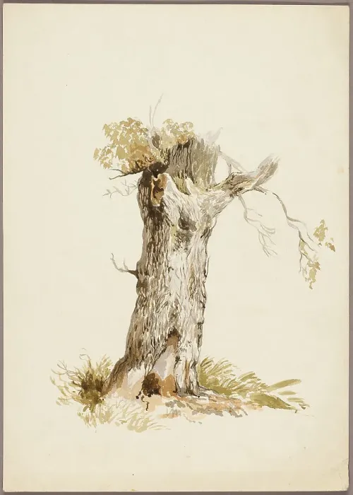 Framed Print : Tree Trunk I, n.d. Creators: Unknown, William Callow Framed Print : Tree Trunk I, n.d. Creators: Unknown, William Callow