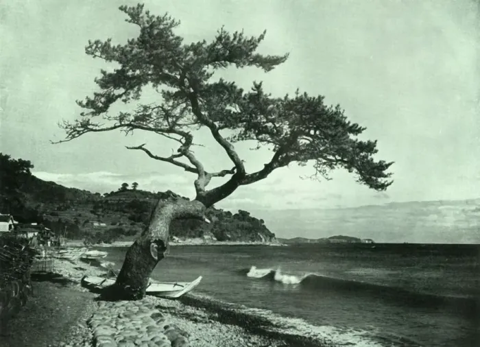 Framed Print : The Tree and the Wave, 1910. Creator: Herbert Ponting Framed Print : The Tree and the Wave, 1910. Creator: Herbert Ponting