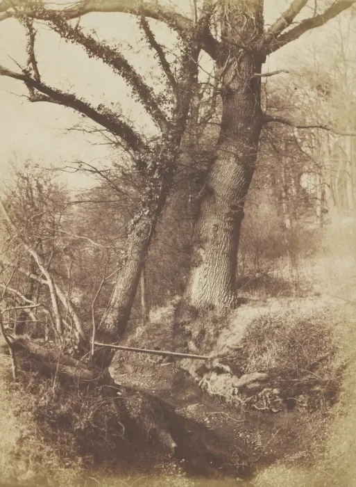 Framed Print : Trees, 1854-57. Creator: Thomas Keith Framed Print : Trees, 1854-57. Creator: Thomas Keith