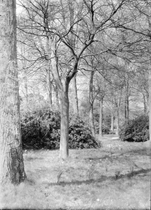 Framed Print : Trees and daffodils, c1935. Creator: Kirk & Sons of Cowes Framed Print : Trees and daffodils, c1935. Creator: Kirk & Sons of Cowes