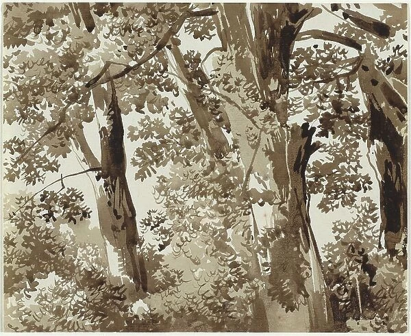 Trees with Dense Undergrowth, 1800 / 1820. Creator: Franz Kobell