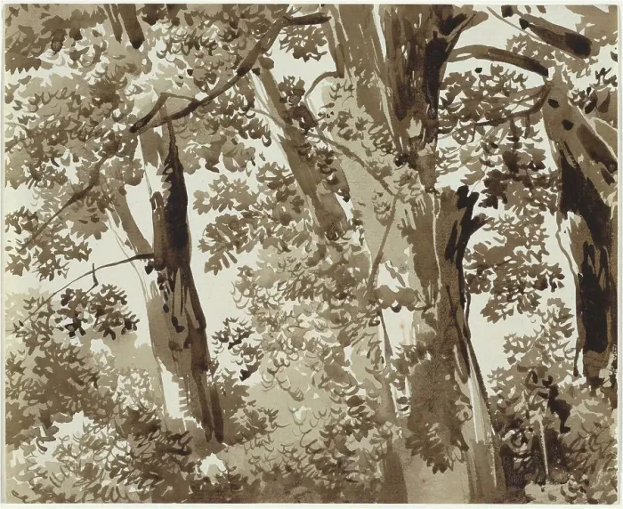 Framed Print : Trees with Dense Undergrowth, 1800 / 1820. Creator: Franz Kobell