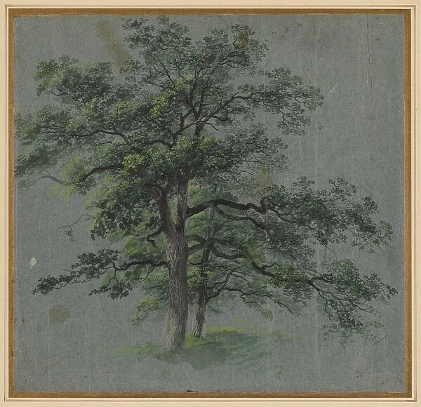 Two Trees, first half 1800s. Creator: Johann Jacob Dorner (German, 1775-1852)