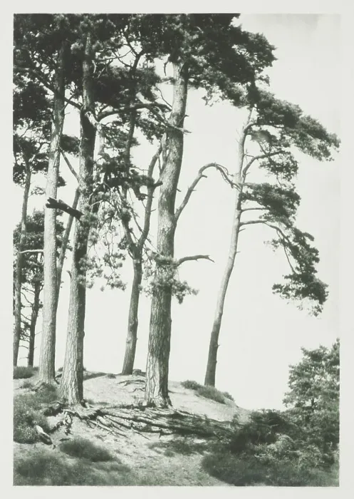 Framed Print : [Trees on hilltop]. From the album: Photograph album - England, 1920s. Creator: Harry Moult