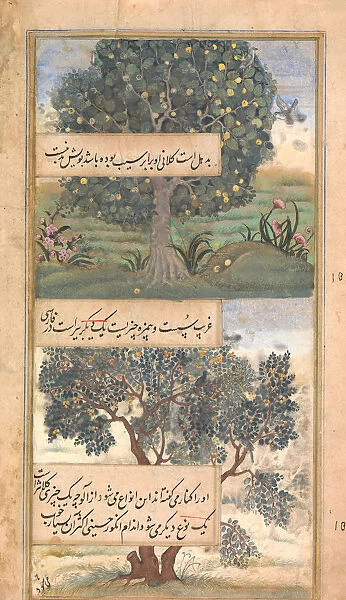 Three Trees of India, Folio from a Baburnama (Autobiography of Babur), late 16th century