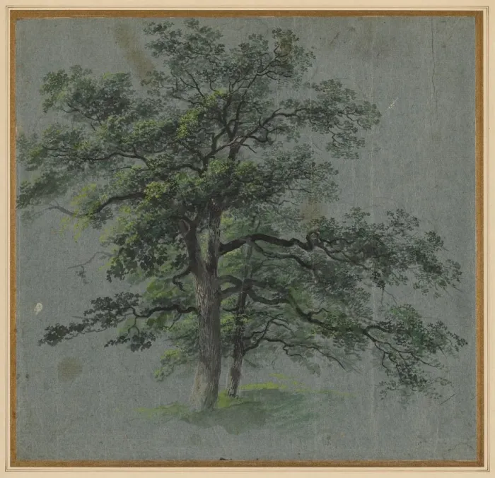 Framed Print : Two Trees (recto) Tree Studies (verso), first half 1800s. Creator: Johann Jacob Dorner (German Framed Print : Two Trees (recto) Tree Studies (verso), first half 1800s. Creator: Johann Jacob Dorner (German
