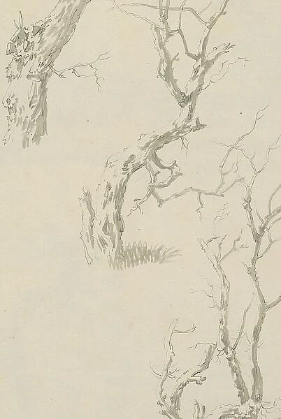 Trees and tree trunk, c.1780-c.1800. Creator: Bernhard Heinrich Thier