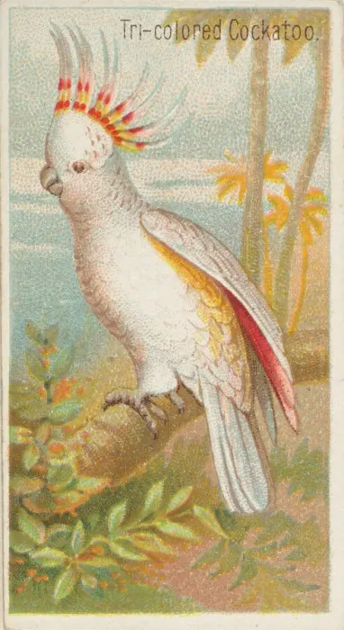 Framed Print : Tri-colored Cockatoo, from the Birds of the Tropics series (N5) for Allen & Framed Print : Tri-colored Cockatoo, from the Birds of the Tropics series (N5) for Allen &