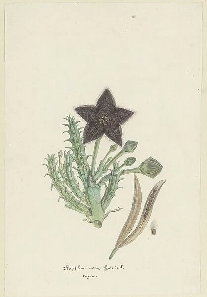 Tridentea gemmiflora (Masson) Haw. (Stapelia gemmiflora), 1777-1786. Creator: Robert Jacob Gordon