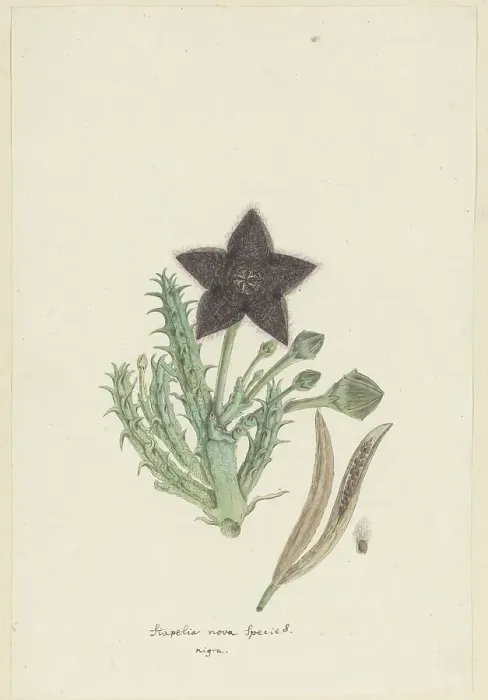 Framed Print : Tridentea gemmiflora (Masson) Haw. (Stapelia gemmiflora), 1777-1786. Creator: Robert Jacob Gordon Framed Print : Tridentea gemmiflora (Masson) Haw. (Stapelia gemmiflora), 1777-1786. Creator: Robert Jacob Gordon