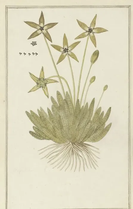 Framed Print : Tridentea pedunculata (Masson) L.C. Leach (Stapelia), 1777-1786. Creator: Robert Jacob Gordon Framed Print : Tridentea pedunculata (Masson) L.C. Leach (Stapelia), 1777-1786. Creator: Robert Jacob Gordon