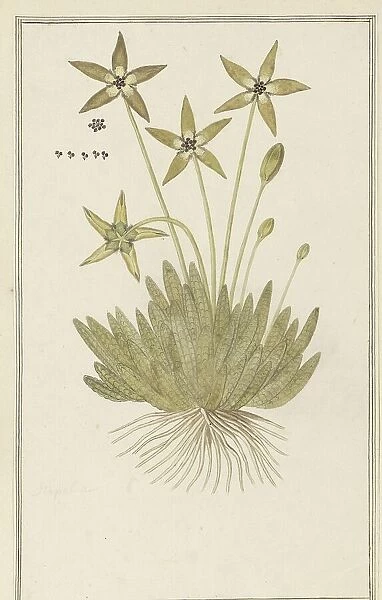 Tridentea pedunculata (Masson) L.C. Leach (Stapelia), 1777-1786. Creator: Robert Jacob Gordon