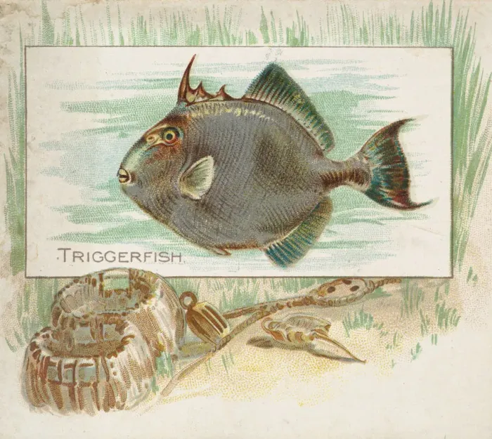 Framed Print : Triggerfish, from Fish from American Waters series (N39) for Allen & Framed Print : Triggerfish, from Fish from American Waters series (N39) for Allen &