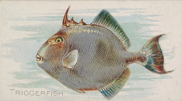 Triggerfish, from the Fish from American Waters series (N8) for Allen &
