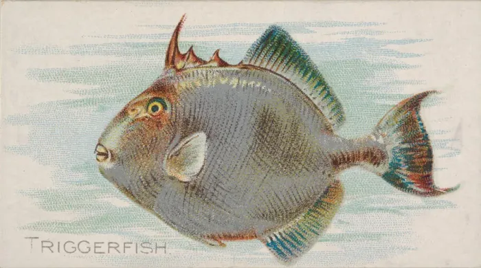 Framed Print : Triggerfish, from the Fish from American Waters series (N8) for Allen &amp