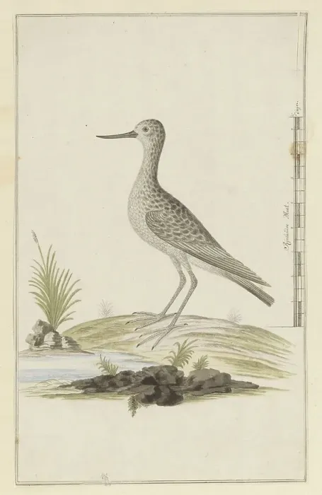 Framed Print : Tringa nebularia (Common greenshank), 1777-1786. Creator: Robert Jacob Gordon Framed Print : Tringa nebularia (Common greenshank), 1777-1786. Creator: Robert Jacob Gordon