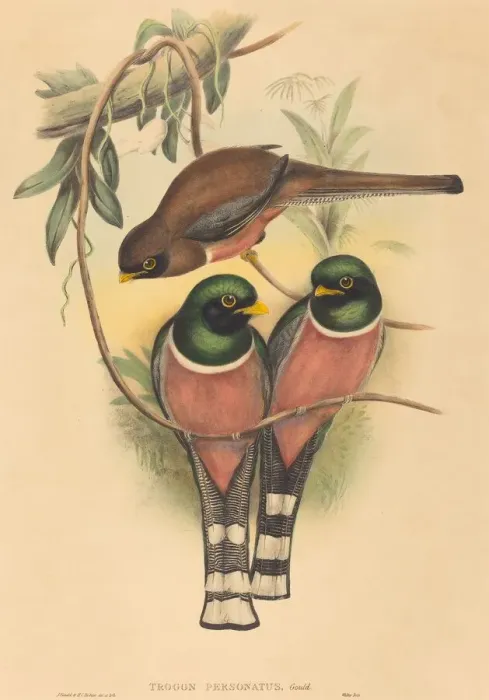 Framed Print : Trogan personatus, probably 1836 / 1838. Creators: John Gould, Henry Constantine Richter Framed Print : Trogan personatus, probably 1836 / 1838. Creators: John Gould, Henry Constantine Richter