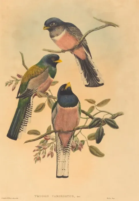 Framed Print : Trogan variegatus, probably 1836 / 1838. Creators: John Gould, William Matthew Hart Framed Print : Trogan variegatus, probably 1836 / 1838. Creators: John Gould, William Matthew Hart